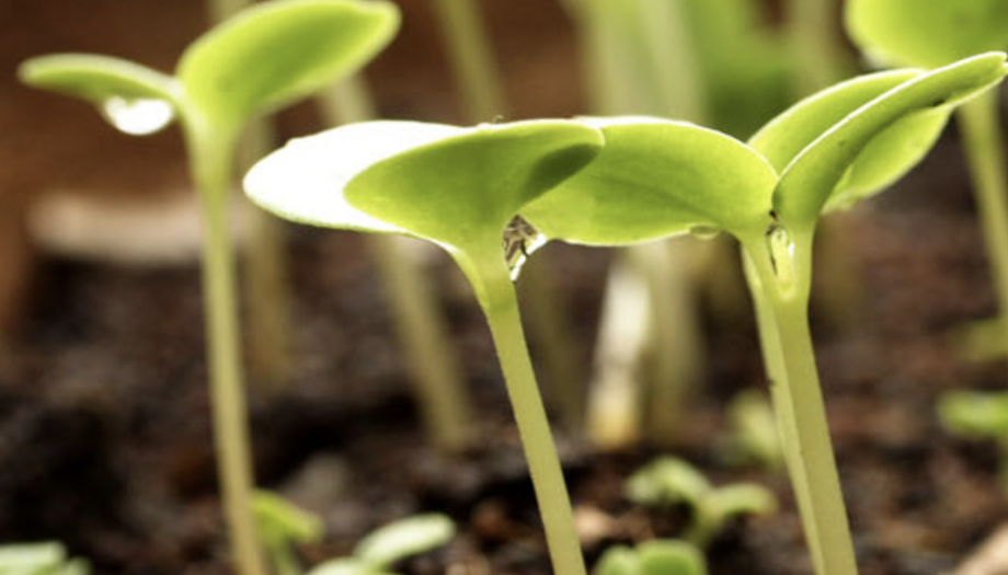 groeiende plantjes